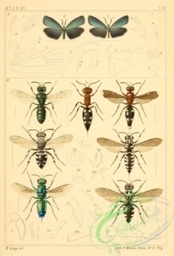 bees-00299 - colletria, ceratinia, melecta, chrysis, crocisa, mutilla