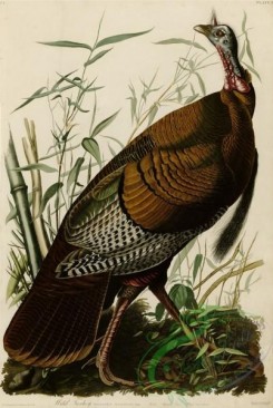 best_birds-00001 - 1 Wild Turkey [3893x5799]