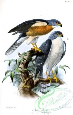 best_birds-00011 - Accipiter Soloensis Keulemans [882x1389]