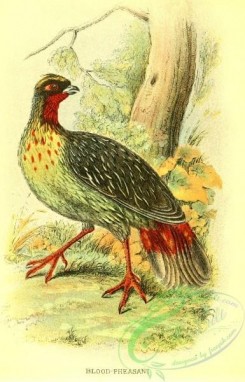 best_birds-00051 - Blood Pheasant [2000x3110]