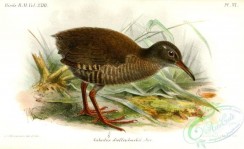 best_birds-00060 - Cabalus Dieffenbachii Keulemans [1396x852]