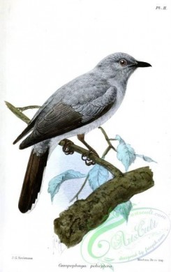 best_birds-00065 - Campophaga Polioptera Keulemans [864x1374]