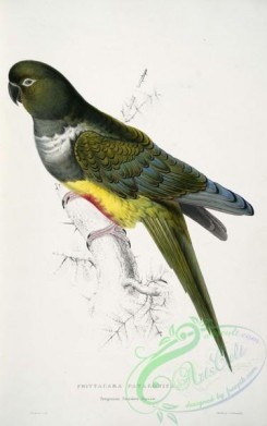 best_birds-00105 - Cyanoliseus patagonus - Psittacara patagonica Patagonian Parrakeet- Maccaw -by Edward Lear 1812-1888 [2645x4213]