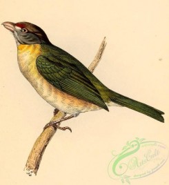 best_birds-00107 - Cyclarhis gujanensis 1841 [2023x2209]