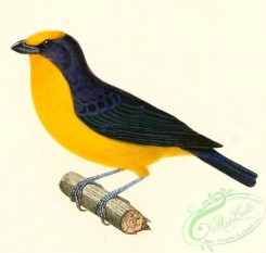 best_birds-00124 - Euphonia laniirostris 1847 [1136x1077]