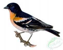 best_birds-00141 - Fringilla montifringilla m [822x644]