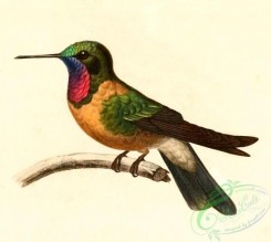 best_birds-00170 - Heliangelus amethysticollis 1847 [1089x971]
