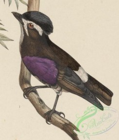 best_birds-00178 - Iodopleura isabellae 1849 [1763x2059]