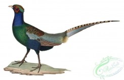 best_birds-00254 - Phasianus versicolor male 1838 [1696x1092]