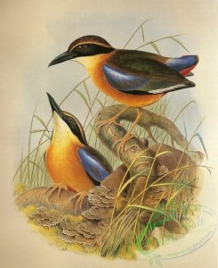 best_birds-00264 - Pitta Megarhycha Gould [1067x1304]