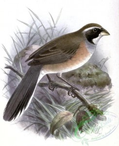 best_birds-00286 - Saltatricula Multicolor Keulemans [1348x1644]