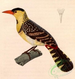 best_birds-00338 - Trachyphonus margaritatus 1838 [3533x3739]