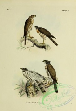 bird_atlas-00044 - astur trivirgatus