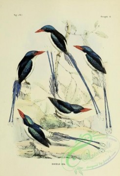 bird_atlas-00056 - dacelo dea