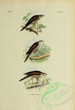 bird_atlas-00070 - nisus cruentus, 2