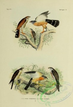 bird_atlas-00076 - nisus trinotatus, nisus soloensis