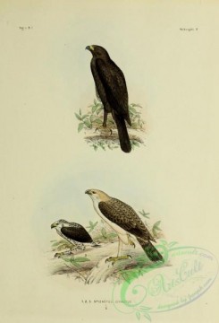 bird_atlas-00088 - spizaetus cirratus, 3