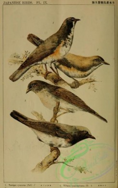 bird_atlas-00244 - 004-tarsiger cyanuras, niltava cyanomelaena
