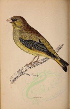 birds-00661 - Greenfinch [2963x4557]