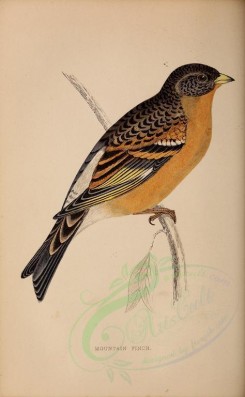 birds-00667 - Mountain Finch [2845x4606]