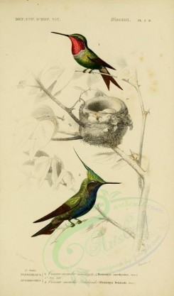 birds-04579 - Amethyst Woodstar, Plovercrest [2164x3677]
