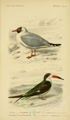 birds-04582 - Black-headed Gull, Black Skimmer [2164x3677]