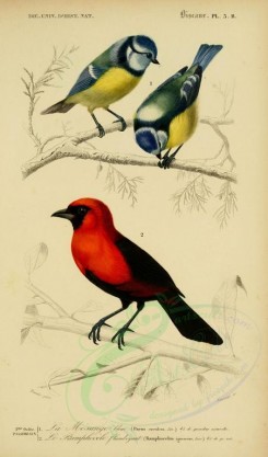 birds-04585 - Blue Titmouse, Masked Crimson Tanager [2164x3677]