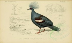 birds-04596 - Crowned Pigeon [3662x2164]