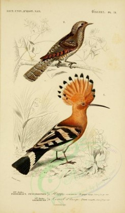 birds-04600 - Eurasian Hoopoe, Wryneck [2164x3677]