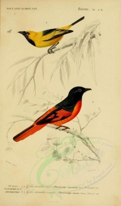 birds-04605 - Golden Monarch, Sunda Minivet [2164x3677]