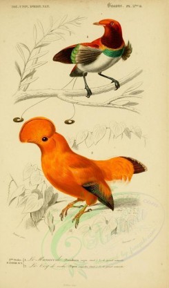 birds-04610 - King Bird-of-paradise (nominate), Guianan Cock-of-the-rock [2164x3677]