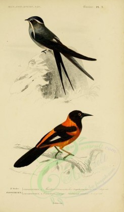 birds-04614 - Orange Oriole, Blue Swallow [2164x3677]
