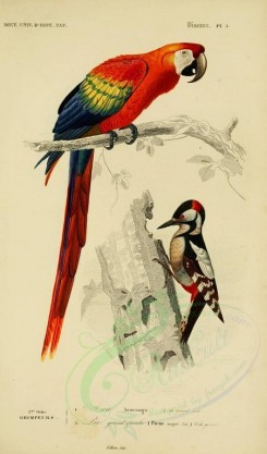 birds-04626 - Scarlet Macaw, Great Spotted Woodpecker [2164x3677]