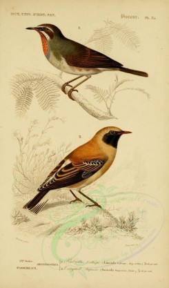 birds-04627 - Siberian Ruby Throat, Russet Wheatear [2164x3677]