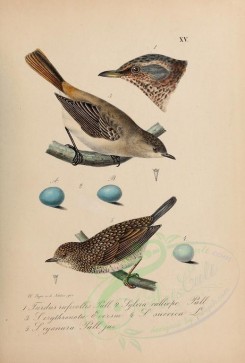 birds-05959 - Rusty-backed Thrush, Azurin [2722x4021]