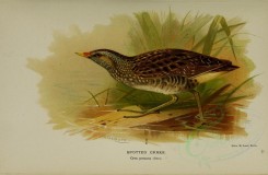 birds-06468 - SPOTTED CRAKE [3214x2100]