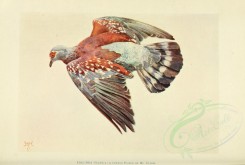 birds-09593 - Common Pigeon, columba guinea [3491x2350]