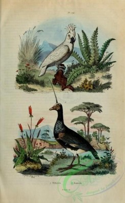 birds-12752 - Cockatoo, Screamer [2238x3623]