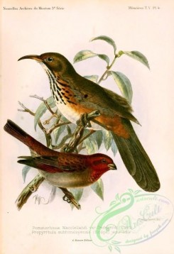 birds-14544 - pomatorhinus macclellandi dedekensi, propyrrhula subhimalayensis [2481x3618]
