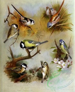 birds-14732 - Long-tailed Titmouse, Marsh-Titmouse, Great Titmouse, Coal-Titmouse, Bearded Titmouse, Crested Titmouse, Blue Titmouse [3479x4244]