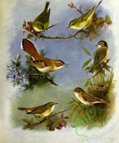birds-14735 - Melodious Warbler, Rufous Warbler, Marsh-Warbler, Icterine Warbler, Radde's Bush Warbler, Reed Warbler [3410x4106]