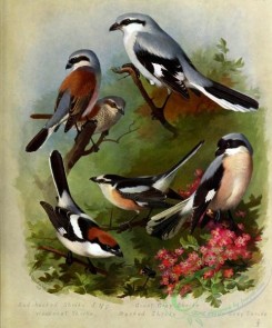 birds-14738 - Red-backed Shrike, Woodchat Shrike, Great Grey Shrike, Masked Shrike, Lesser Grey Shrike [3410x4106]