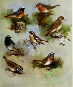 birds-14740 - Redstart, Black Redstart, Whinchat, White-spotted Bluethroat, Redbreast, Nightingale, Arctic Bluethroat [3490x4163]