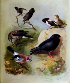 birds-14745 - Starling, Nutcracker, Jay, Rose-coloured Starling, Chough [3490x4140]