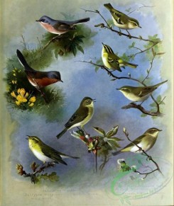 birds-14746 - Subalpine Warbler, Dartford Warbler, Wood-Wren, Willow-Wren, Yellow-browed Warbler, Pallas's Willow Warbler, Greenish Willow Warbler, Chiffchaff [3536x4186]
