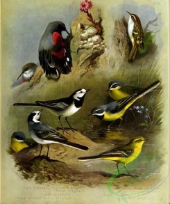 birds-14747 - Wallcreeper, Pied Wagtail, White Wagtail, Grey-headed yellow Wagtail, Tree Creeper, Blue-headed Wagtail, Grey Wagtail, Yellow Wagtail [3525x4221]