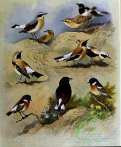 birds-14748 - Wheatear, Desert Wheatear, Eastern Stonechat, Pied Wheatear, Isabelline Wheatear, Black-throated Wheatear, Black-eared Wheatear, Black Wheatear, Stonechat [3455x4186]