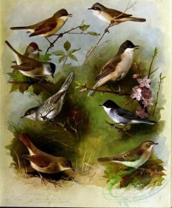 birds-14749 - Whitethroat, Blackcap, Barred Warbler, Thrush-Nightingale, Lesser Whitethroat, Orphean Warbler, Sardinian Warbler, Garden Warbler [3479x4198]