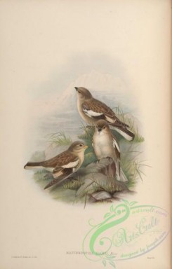 birds-15480 - Adams's Mountain Finch [4410x6899]
