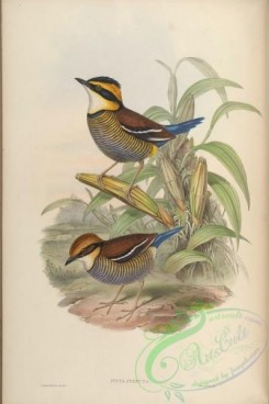 birds-15491 - Blue-tailed Pitta [4688x7031]